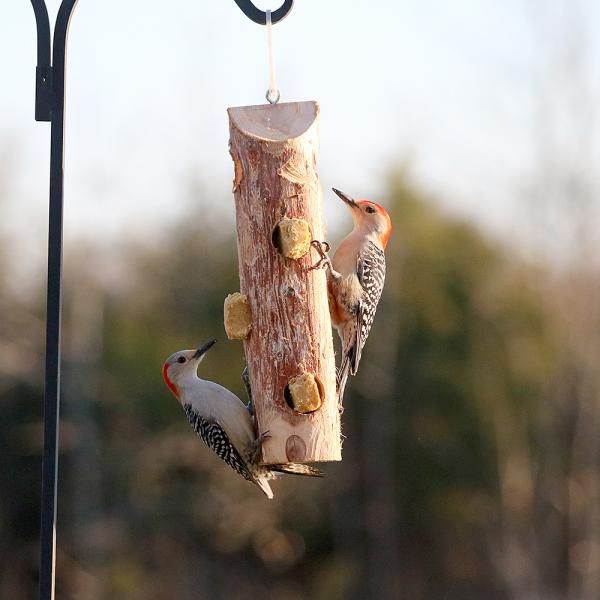 Two woodpeckers on a bird feeder with a blurred natural background